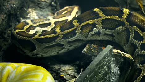 Burmesischen-Python-verschieben