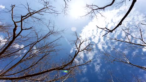 4K-Zeitraffer-von-trocken-und-toten-Baum-mit-abstrakten-Ästen-gegen-strahlend-blauen-Himmel-und-Wolken-bewegen-sich-durch