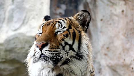 Tigre-lindo-en-la-naturaleza