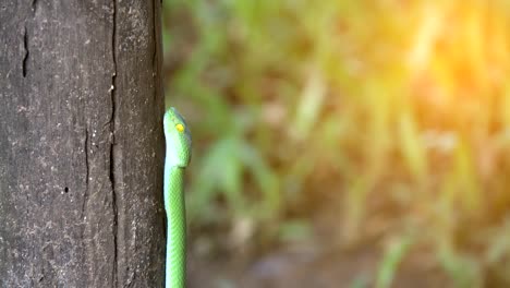 Grüne-Grubenottern-Schlange-oder-Trimeresurus-Albolabris-Schlange-am-Stamm-des-Baumes-auf-schwarzem-Hintergrund