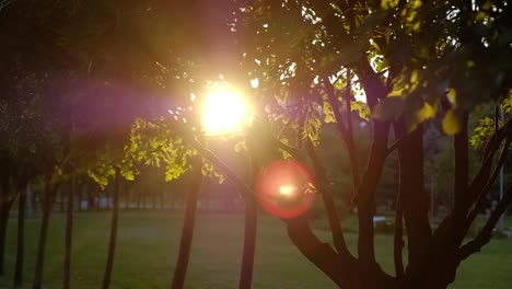 Close-up-Sunbeams-shining-through-lush-green-leaves