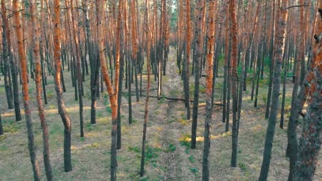 Slow-Flight-Inside-Pine-Tree-Forest.-Aerial-view-with-drone