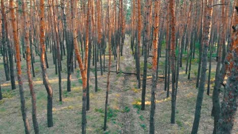 Lento-vuelo-interior-bosque-de-pinos.-Vista-aérea-con-abejón