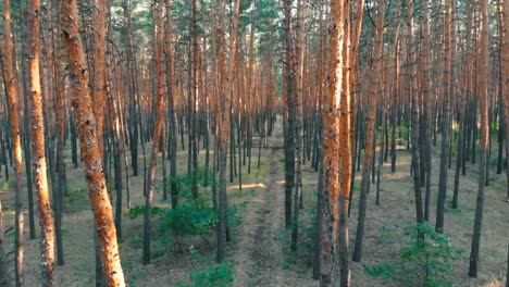 Lento-vuelo-interior-bosque-de-pinos.-Vista-aérea-con-abejón