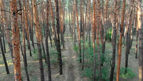 Lento-vuelo-interior-bosque-de-pinos.-Vista-aérea-con-abejón