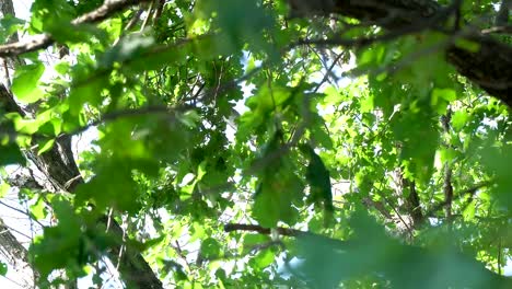 Hojas-del-roble-en-la-corona-del-árbol