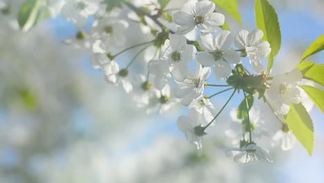 Rama-floreciente-de-la-cereza-con-la-llamarada-de-la-lente-es-balanceándose-sobre-fondo-de-cielo-azul