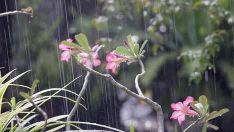 Starker-Regen-fallen-in-tropischen-botanischen-Garten