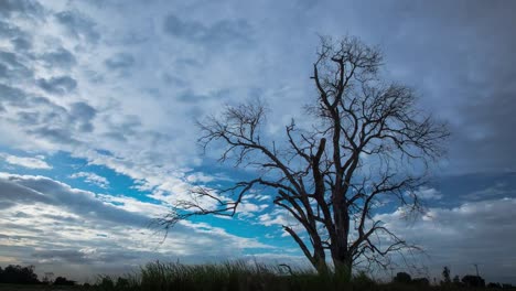 Lapso-de-tiempo-de-4K-de-árbol-sombra-moverse-y-puesta-de-sol-detrás-de-un-árbol-muerto