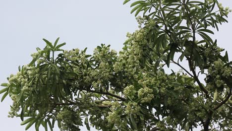 Grüne-Blume-von-Blackboard-Baum-oder-Teufel-Baum