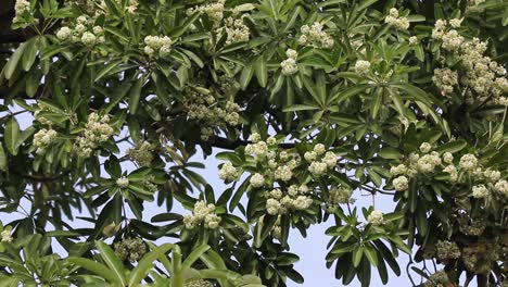 Green-Flower-of-Blackboard-Tree-or-Devil-Tree