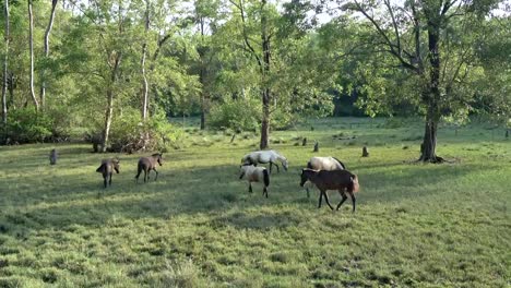 Horses-gathered-together-outdoors