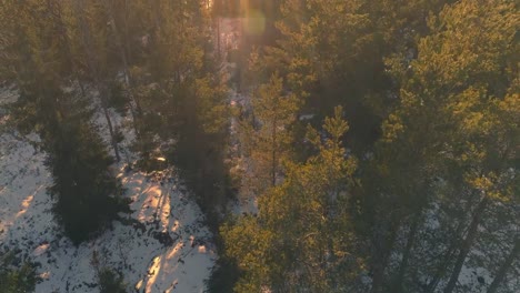 Aerial-view-of-forest-at-sunset.-Drone-shot-flying-up-over-spruce-trees-in-winter-landscape.-Beautiful-nature-background-in-4K