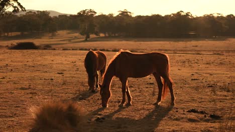 Braune-Pferde-Hintergrundbeleuchtung-bei-Sonnenuntergang-auf-Bauernhof-während-Dürre-mittlere-Aufnahme.-Dürre-in-Australien.