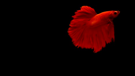 Super-lenta-de-vibrante-pez-luchador-de-Siam-(Betta-splendens),-bien-conocido-nombre-es-Plakat-tailandés