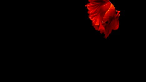 Super-slow-motion-of-vibrant-Siamese-fighting-fish-(Betta-splendens),-well-known-name-is-Plakat-Thai