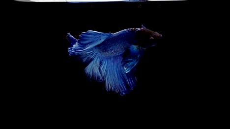 Super-slow-motion-of-vibrant-Siamese-fighting-fish-(Betta-splendens),-well-known-name-is-Plakat-Thai