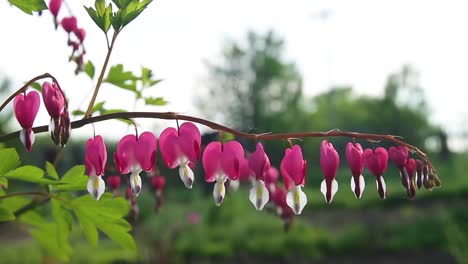 Gebrochenes-Herz-Blume.