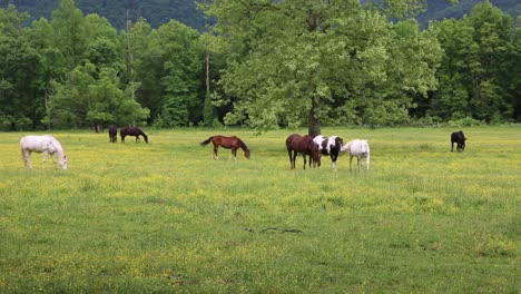 Beautiful-pasture