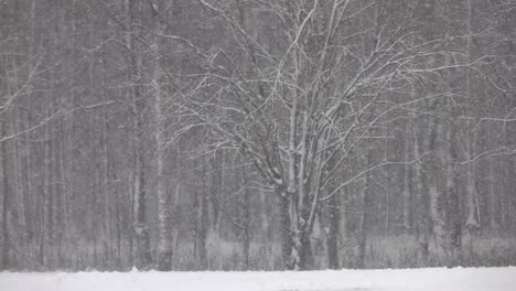 Nieve-caída-frente-a-bosque.