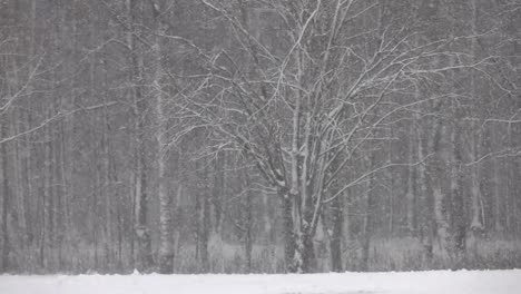 Snow-falling-in-front-of-forest.