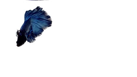 Super-slow-motion-of-vibrant-Siamese-fighting-fish-(Betta-splendens),-well-known-name-is-Plakat-Thai