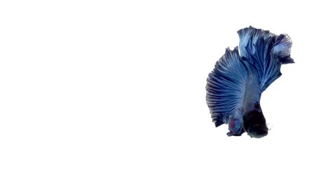 Super-slow-motion-of-vibrant-Siamese-fighting-fish-(Betta-splendens),-well-known-name-is-Plakat-Thai