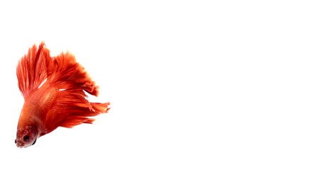 Super-slow-motion-of-vibrant-Siamese-fighting-fish-(Betta-splendens),-well-known-name-is-Plakat-Thai