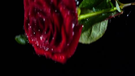 The-falling-rose-on-a-black-background.-Slow-motion.