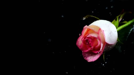 The-falling-rose-on-a-black-background.-Slow-motion.