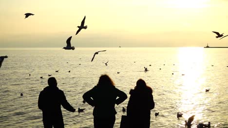 Personas-alimentan-las-gaviotas-en-la-orilla-del-mar.-Cámara-lenta.