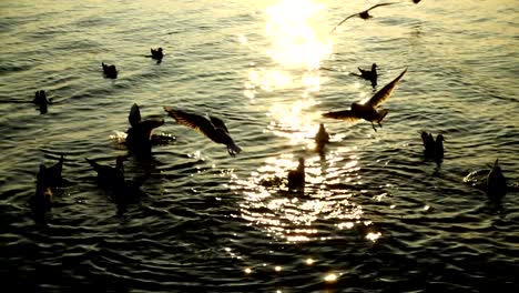 Gaviotas-en-el-mar.-Cámara-lenta.