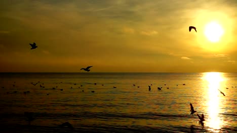 Gaviotas-sobre-el-mar.-Cámara-lenta.