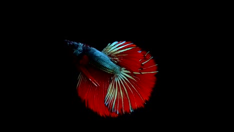 Super-slow-motion-of-vibrant-Siamese-fighting-fish-(Betta-splendens),-well-known-name-is-Plakat-Thai