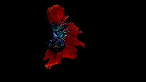 Super-Slow-Motion-der-pulsierenden-siamesische-Kampffische-(Betta-Splendens),-Name-bekannt-ist-Thai,-Plakat