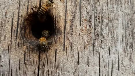 Bienen-nisten-als-Team.-Für-Holz,-Slow-Motion-und-Slow-Motion.