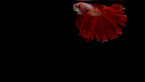 Super-slow-motion-of-RED-Siamese-fighting-fish-(Betta-splendens),-well-known-name-is-Plakat-Thai