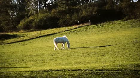 Caballo.-Caballo-caminando-en-el-campo