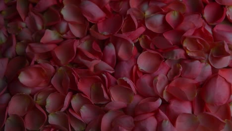 rose-petals-hd-footage