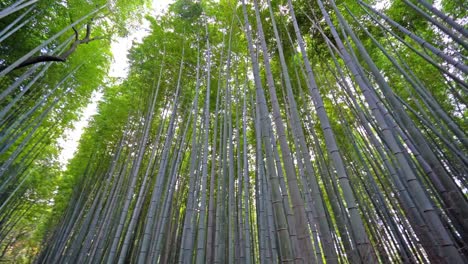 Bosque-de-bambú-hermosos-en-la-ciudad-de-Arashiyama-Kyoto