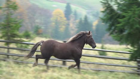 Caballo-pastando-en-las-montañas-de-los-Cárpatos