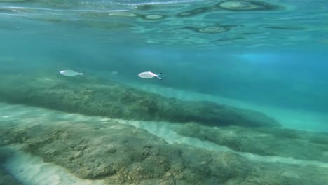 scuba-diving-underwater-4k