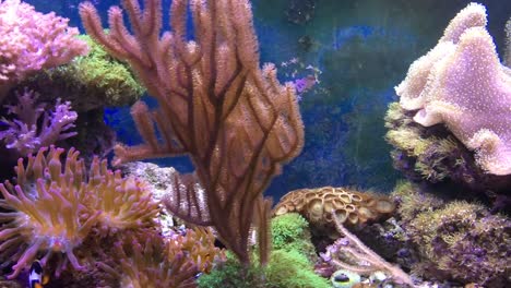 Marine-aquarium-full-of-tropical-fishes-and-plants.