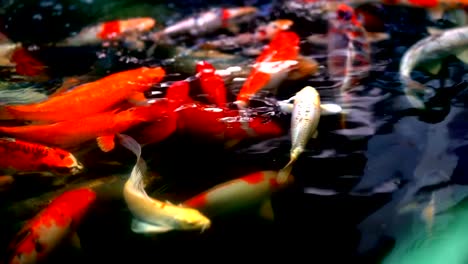 Slow-motion-Koi-fish-or-colored-carp-fish-swimming-around-pond.