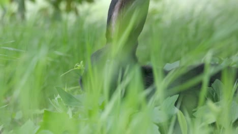 Close-up-shot-of-rabbit-hiding-in-the-grass