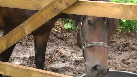 Caballo-en-un-corral-de-la-granja-en-un-día-soleado.-hermoso-caballo-marrón-come-hierba,-cerca