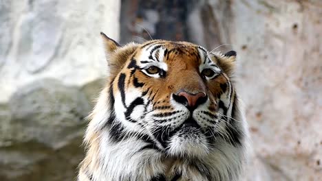 Tigre-lindo-en-la-naturaleza