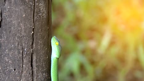 Grüne-Grubenottern-Schlange-oder-Trimeresurus-Albolabris-Schlange-am-Stamm-des-Baumes-auf-schwarzem-Hintergrund