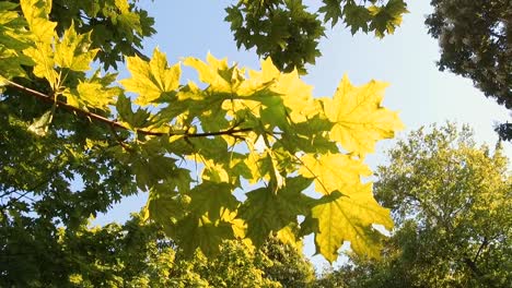 Federblättern-ein-Ahorn-sind-von-der-Sonne-beschienen.