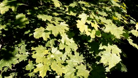 Spring-leaves-of-a-maple-are-illuminated-by-the-sun